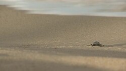 As a baby sea turtle crawls over the sand, the tide takes it out to sea. Stock Footage