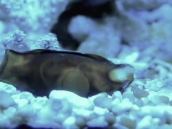 Shark egg. Stock Footage