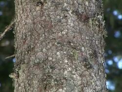 HD: Spruce stem Stock Footage