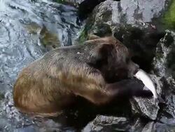 MS ZI Brown bear eating freshly caught salmon in Anan Creek / Wrangell, Alaska, United States Stock Footage