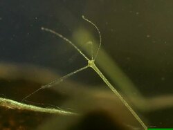 Hydra viridis underwater. Stock Footage