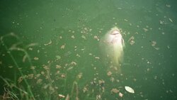 Dead fish. Stock Footage