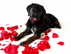 Flower destroyer Stock Footage