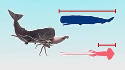 Study finds giant squid could be bigger than a school bus Instructional Video