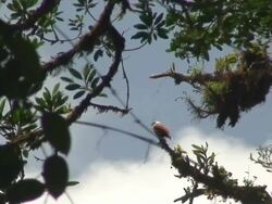 Bare-throated Bellbird Singing Stock Footage