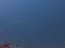 Sharks Circling Stock Footage