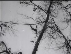 ANIMAL NEWS - DOGS, MONKEYS AND A GORILLA News Clip