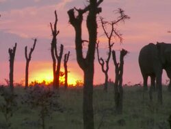MS TS Elephants and wildebeest walking in forest / Tanzania  Stock Footage