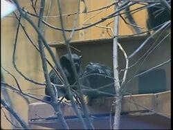 Zoo presents newborn twin Tamarin monkeys News Clip