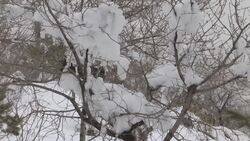 At least 54 dead in Afghan avalanches Instructional Video