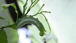 nerii Daphnis warm Eating flower Stock Footage