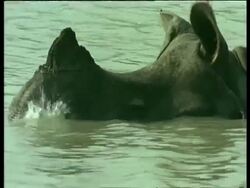 CU Greater One-horned Rhinoceros head half submerged in water, India Stock Footage