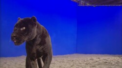 A black panther stands in the sand and pants in front of a blue screen. Stock Footage