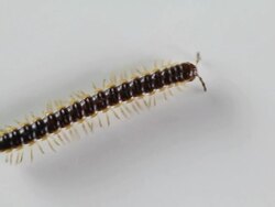 Millipede 005 Stock Footage