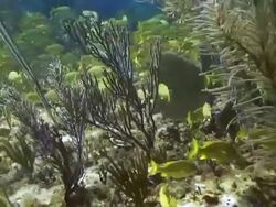 Shoal of French Grunts Stock Footage