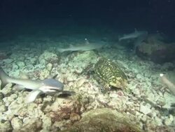 Turtle and White Tip sharks, Costa Rica, Pacific Ocean  Stock Footage