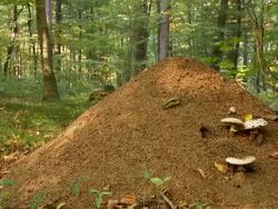 HD DOLLY: Large Ant Hill Stock Footage