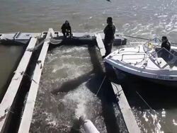 Drought Forces Wildfire Officials To Truck Salmon Downstream Stock Footage