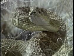CU Rattlesnake tastes air Stock Footage