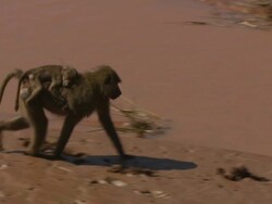 Young baboon riding on adults back; with audio, Kenya Stock Footage