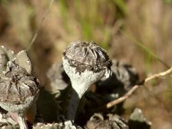 MS shot of Flower or seed capsule of a vygie / Namaqualand, Northern Cape, South Africa Stock Footage