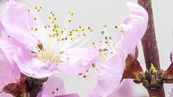 Peach flower blooming in a time lapse against white background Stock Footage