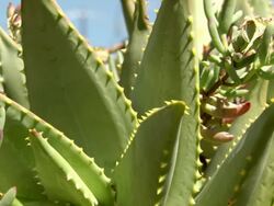 CU Shot of Fleshy vygie leaves intertwined with spiky aloe leaves / Namaqualand, Northern Cape, South Africa Stock Footage