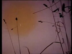 MS Silhouetted Sycamore seeds falling through frame Stock Footage