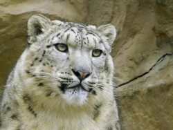 Snow Leopard Stock Footage