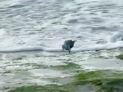 Sanderling on the beach 1 Stock Footage