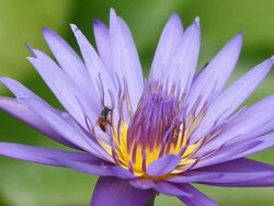 Bee in  lotus Stock Footage