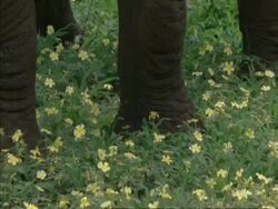 CU African Elephants, Loxodonta africana trunk grabbing yellow flowers, Botswana, Africa Stock Footage