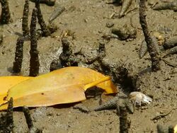 Crab and leaf Stock Footage
