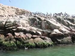 WS POV side View of group of paracas on island / Paracas, Nazca, Peru Stock Footage