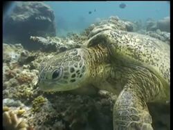 CU Green Turtle head, looking to camera, MS Turtle swims to surface, Sipadan, Borneo, Malaysia Stock Footage