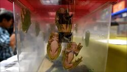 CLEAN : Malaysia seizes over 600 protected animals News Clip