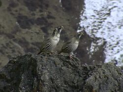 MS Three Tibetan Snow Cock birds near Tsakang gompa tibetan buddhist monastery / High Himalayas, Upper Dolpo near Tibetan border, Nepal Stock Footage