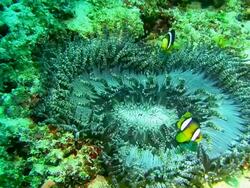 MS Anemonefish In Coral Sea Stock Footage