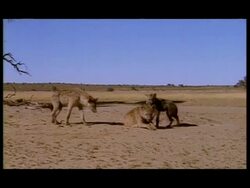 MS Family of Spotted Hyenas (Crocuta crocuta) resting in sun, Young starts suckling from mother, Botswana Stock Footage