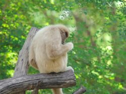Monkey are eating food Stock Footage
