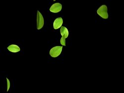 The leaf to dance Stock Footage