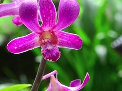 orchids in a garden Stock Footage