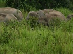 Wild elephants for documentary ,HD Stock Footage