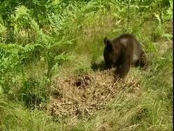 Brown bear (Ursus arctos) cub digging for ants, Russia Stock Footage