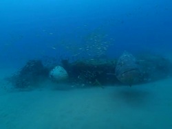 WS Shot of Two potato bass swimming and hiding around rocks / Matola, Maputo, Mozambique Stock Footage