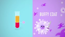 Blood, Part 1 - True Blood: Crash Course A&P Instructional Video