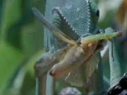 Flapnecked Chameleon, Chamaeleo dilepis, grabbing insect with tongue, eating, Botswana, Africa Stock Footage