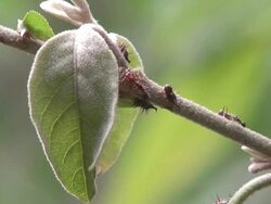 Ant and aphids relationship in tropical plants Stock Footage