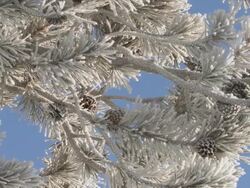 MS PAN View of Along frosty conifer branch / Yellowstone National Park, Wyoming, United  Stock Footage