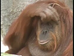MCU Orangutan pulling faces/sticking tongue out Stock Footage